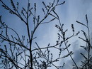 Salix aegyptiaca